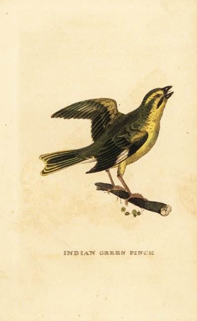 Sarı göğüslü yeşil ispinoz, Chloris spinoides by George (after) Edwards