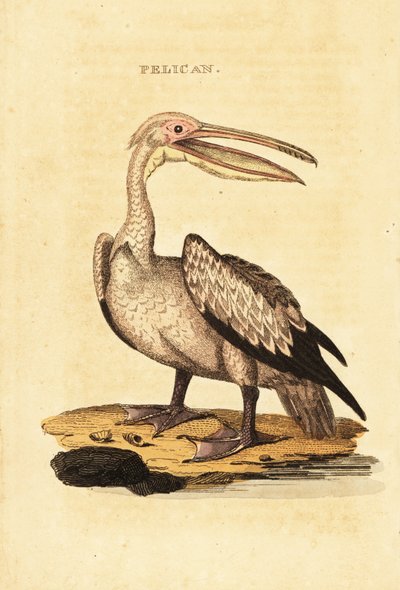 Büyük beyaz pelikan, Pelecanus onocrotalus by George (after) Shaw