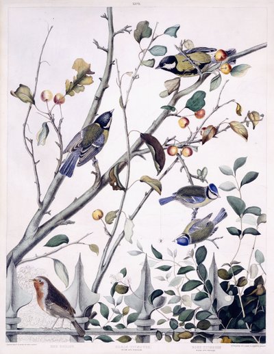 Red Breast (Robin), Great Titmouse (Erkek ve Dişi) ve Blue Titmouse (Erkek ve Dişi), c.1841 (el boyaması gravür) by George (after) Shield
