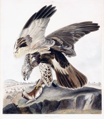 Kaba Bacaklı Şahin (Dişi), 1841 dolayları (el boyaması gravür) by George (after) Shield