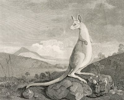  by George (after) Stubbs