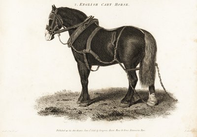 İngiliz Arabası Atı veya Shire taslak atı. by George (after) Stubbs