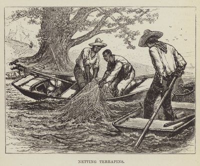 Ağ Terrapinleri by George Augustus Sala