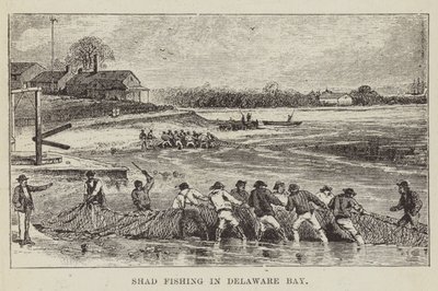 Delaware Körfezi
