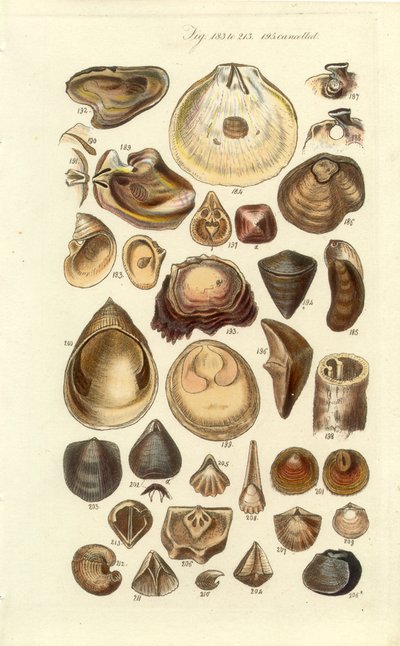 Conchological Manual Plate 11. İstiridye ve diğer kabuklar by George B. Sowerby