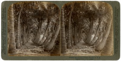 Hindistan cevizi avuç içi Caddesi, Florida, ABD, 1891. by George Barker