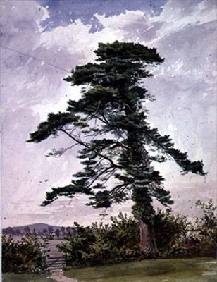 Sarıçamlı Manzara by George Bedford