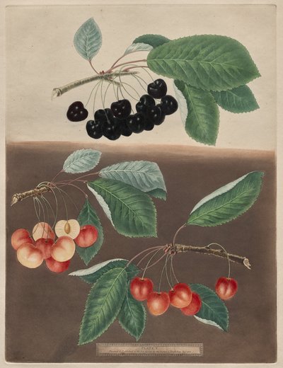 Pomona Britannica: No. 10 - Kirazlar by George Brookshaw
