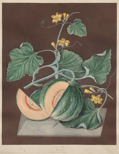 Pomona Britannica: No. 71 - Amicua (Kavun) by George Brookshaw