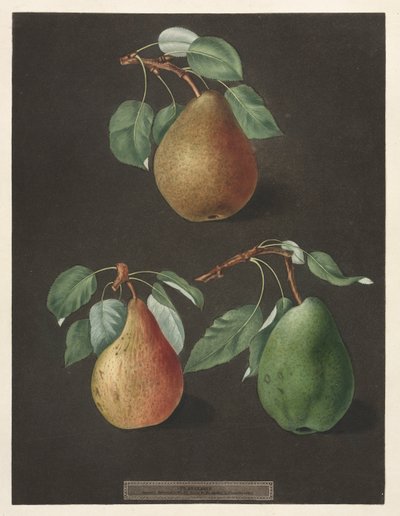 Pomona Britannica: No. 82 - Armut, 1807. by George Brookshaw