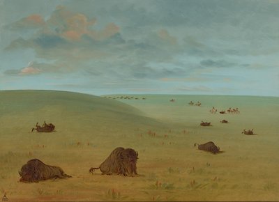 Buffalo Chase