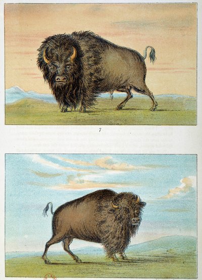 Bizon, erkek ve dişi, Amerika Birleşik Devletleri. George Catlin
