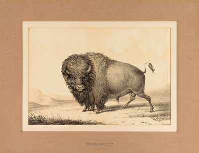  by George Catlin
