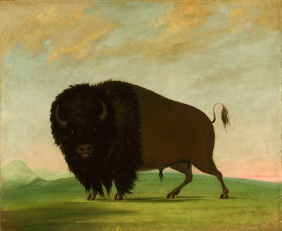Buffalo Bull, Çayırda Otlayan, 1832-1833. by George Catlin
