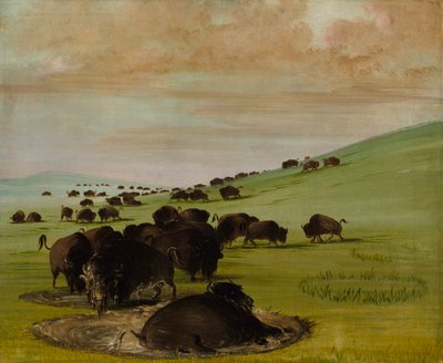 Bir Çukurda Buffalo Bulls, 1837-1839. by George Catlin