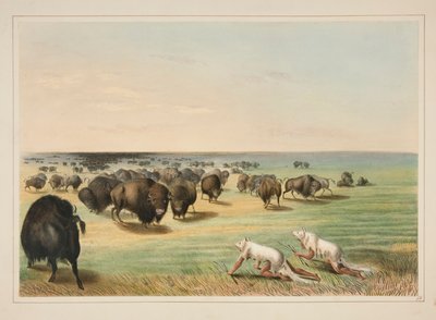 Buffalo Hunt, Beyaz Kurt Derisinin Altında, pl. Kuzey Amerika Kızılderili Portföyünden 13 by George Catlin