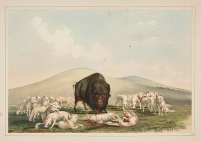 Buffalo Hunt, White Wolves Buffalo Bull