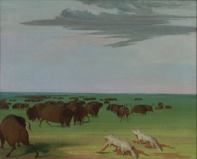 Kurt Derisi Maskesi Altında Bufalo Avı, 1832-1833. by George Catlin