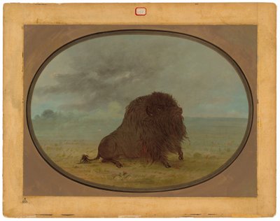 Ölen Buffalo Boğa by George Catlin