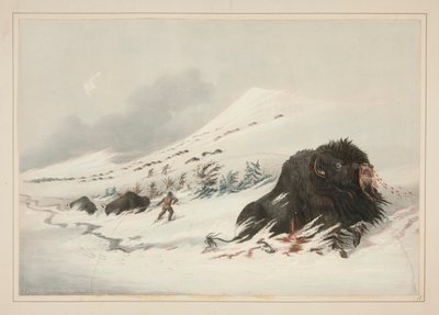 Ölen Buffalo Bull, Snow Drift