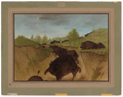 Bufaloya Saldıran Boz Ayılar by George Catlin