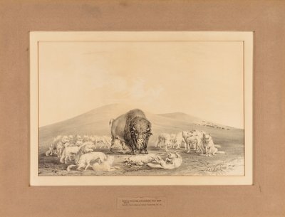 Yaşlı Buffalo