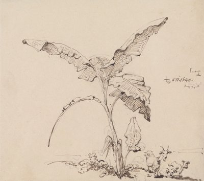 Muz Ağacının Altındaki Keçiler by George Chinnery