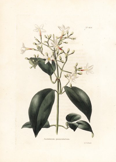 Jasmin (Jasminum panikulatum) - İngiliz dergisi Conrad Loddiges Botanical Kabinesi için George Cooke tarafından litografi (1738-1826) by George Cooke