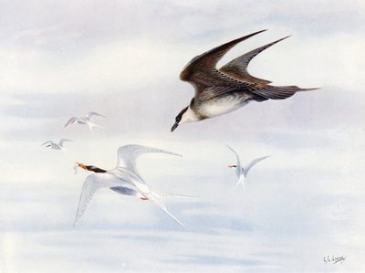 Arktik-skua tarafından kovalanan Arktik-tern (renkli lito) by George Edward (after) Lodge