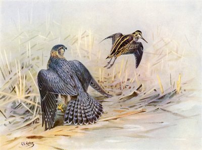 Bir Merlin tarafından kaçırılan Jack-snipe (renkli taş baskı) by George Edward (after) Lodge