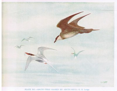Arctic Skua tarafından kovalanan Arctic Tern, Kirkman  Jourdain