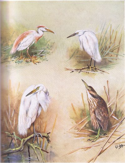 Deve Sırtlı Balıkçıl, Küçük Ak Balıkçıl, Büyük Beyaz Balıkçıl, Amerikan Bittern (lito) by George Edward Lodge