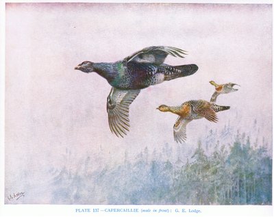Capercaillie (önde erkek), Kirkman  Jourdain