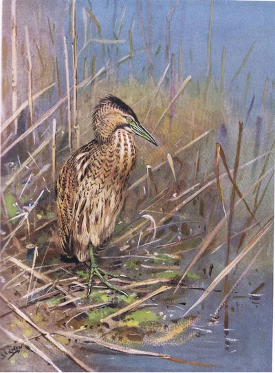 Avrupa Bittern (lito) by George Edward Lodge