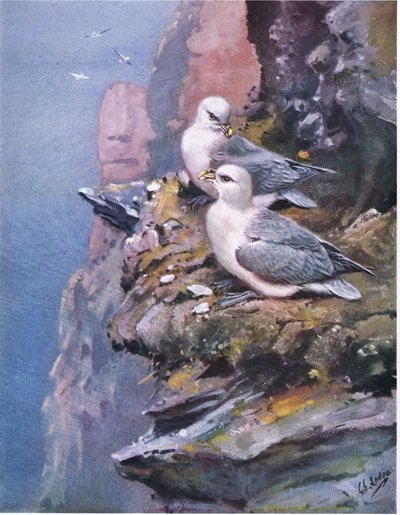 Fulmarlar (lito) by George Edward Lodge