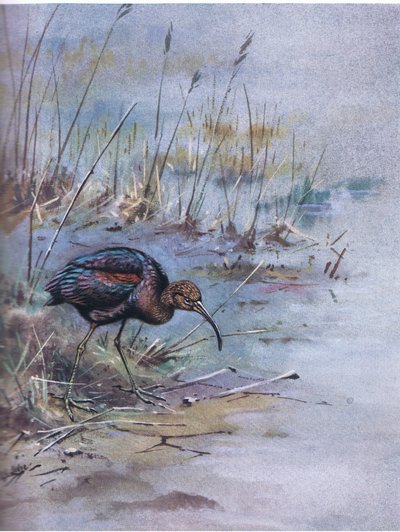 Parlak İbis (lito) by George Edward Lodge