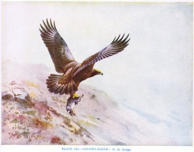 Altın Kartal, Kirkman  Jourdain