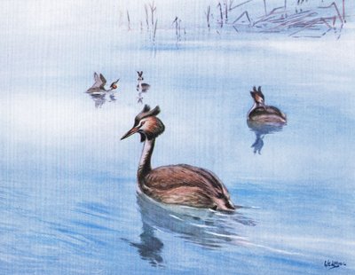 Büyük Tepeli Batağan (lito) by George Edward Lodge