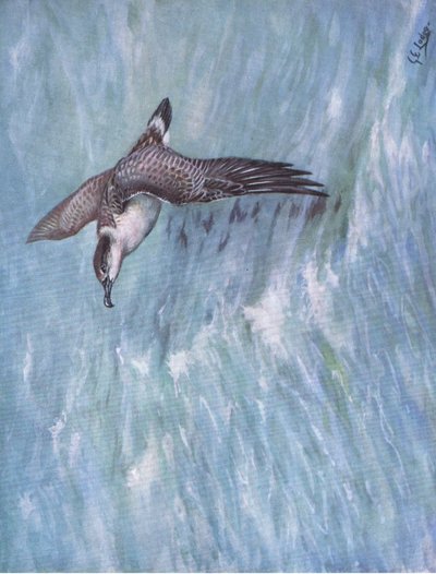 Büyük Yelkovan (lito) by George Edward Lodge