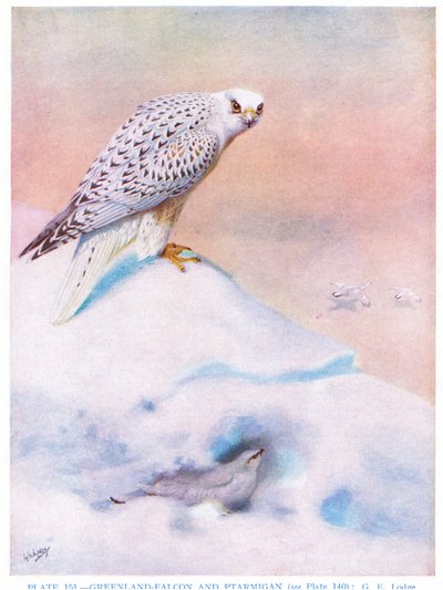 Grönland Şahini ve Ptarmigan, Kirkman  Jourdain