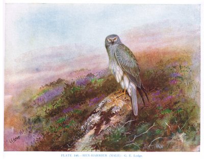 Hen Harrier (erkek), Kirkman  Jourdain