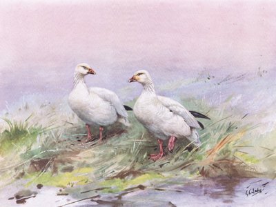 Küçük Kar Kazı (lito) by George Edward Lodge
