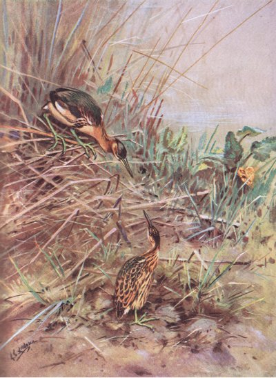 Little Bittern (lito) by George Edward Lodge