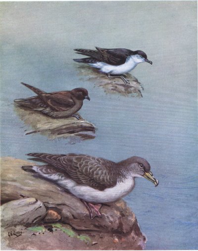 Madeiran Küçük Yelkovanı, Bulwer Petrel, Cory veya Atlantik Yelkovanı (lito) by George Edward Lodge