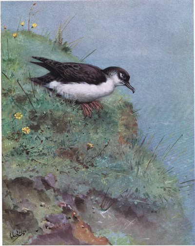 Manx Shearwater (lito) by George Edward Lodge