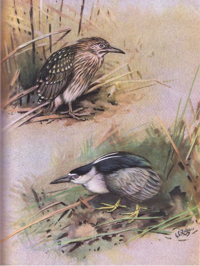 Gece Balıkçılı (lito) by George Edward Lodge