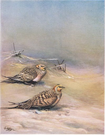 Pallas Kumkuşu (lito) by George Edward Lodge