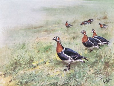 Kırmızı Göğüslü Kazlar (lito) by George Edward Lodge