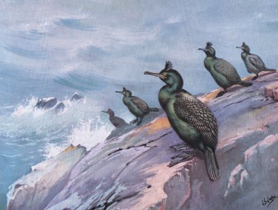 Shag veya Yeşil Karabatak (lito) by George Edward Lodge