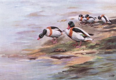 Sheld Ducks (lito) by George Edward Lodge